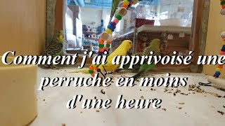 Comment jai apprivoisé une perruche en moins d1 heure   How I tamed a parakeet in a short time [upl. by Tara]