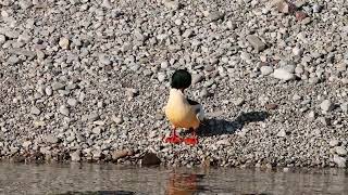 smergo maggiore maschio  Common Merganser male  Mergus merganser [upl. by Arak490]