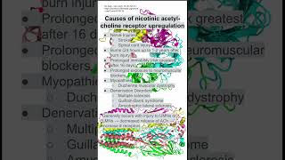 Causes of nicotinic acetyl choline receptor upregulation [upl. by Enyehc]