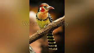 Red and Yellow barbet pictures  voice  sound [upl. by Eelirrem]