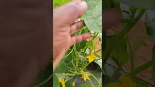 Gherkin 30 Days plant chitradurga horticulture india [upl. by Airdnaz281]