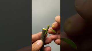 Best method and unique ideas for the grafting of fruit trees grafting plants garden tree​ [upl. by Notnelc67]