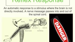 Coordination and Control Part 2 of 3  StimulusResponse Model and Reflex Response [upl. by Lahsiv537]