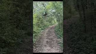 Wildcat Trail at Government Canyon SNA shorts nature hiking trails optoutside [upl. by Homovec229]