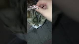 Yavru kedi görünce ben 😻 cat kediplus kedi kediaski 🎥 [upl. by Ambrosine]