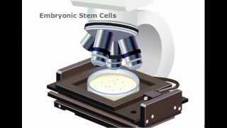 Embryonic Stem cells Explained [upl. by Fitzgerald]