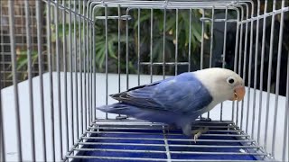 Violet Opaline Female Lovebird  Agapornis [upl. by Kerat]