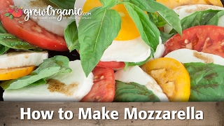 How to Make Organic Mozzarella Cheese [upl. by Anival]