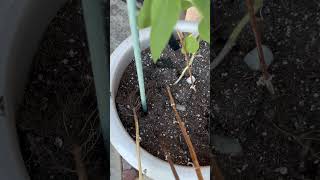 Dont Make This Sunflower Mistake Clearing Tips from a Seasoned Gardener pot clearing shorts [upl. by Sirahc]