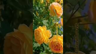 Gorgeous rosesflowers roseflowergarden naturalflowers nature beautifulflower love flowertypes [upl. by Irec761]