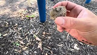 Inactive Wasp Nest Removal Potter wasp nest built on it [upl. by Brause944]