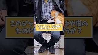 ネコさんの動画見て笑ったら寝ろwwwwww [upl. by Ahtanoj]