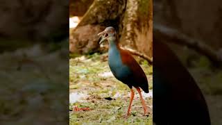 Slaty breasted wood rail callbirds birdfriendsbirdslovermamatv [upl. by Yespmed393]