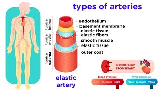 The Circulatory System Part 2 Blood Vessels [upl. by Kavanagh653]