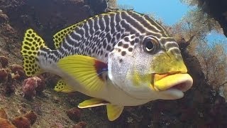 Diving in Bali 720p [upl. by Ecneret827]