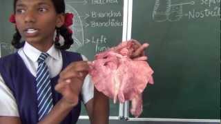 Human Respiration Part 2  Biology  How to teach respiration  Respiration demonstration live [upl. by Aviv]