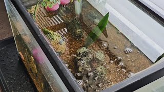 Safely Use Tap Water In Fish Tank How to remove the Chloramine [upl. by Nosreme]