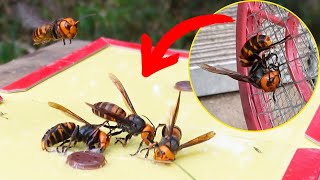 Sticky Defense Protecting Honey Bees from Giant Hornets [upl. by Gwendolyn]