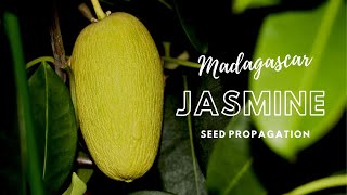 How to Propagate Madagascar Jasmine Stephanotis through Seeds [upl. by Sheline]