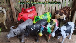 SAPI DI KANDANG ANGSA  SAPI LIMOSIN SAPI BESAR SAPI JUMBO SAPI SETIA FARM KERBAU [upl. by Ahsinnod137]