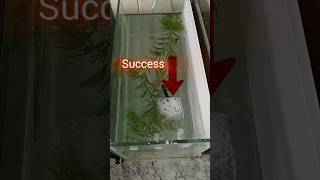 Betta breeding day one bettabreeding trending kolathurfish viralvideo [upl. by Anohsal305]