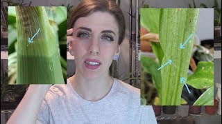 Catasetum update  Natural thrips control and plant update October 2017 [upl. by Uno949]