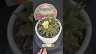 삼각목단 Ariocarpus trigonus 아프리카식물 반려식물 succulent plants 목단 [upl. by Ahsit574]