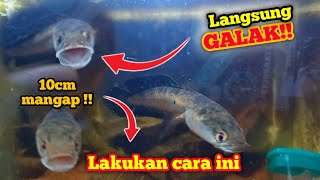 CARA MELATIH MENTAL CHANNA MARU BIAR GALAK amp AGRESIF [upl. by Ennairac471]