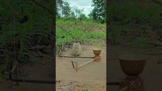 Super effective quail trap technique shorts shortvideo youtubeshorts [upl. by Eirotal]