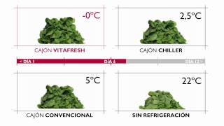 ¿Cuánto dura una lechuga en tu frigorífico [upl. by Elokkin]