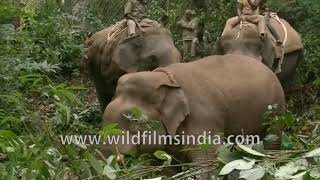 Capturing a wild injured Elephant in Karnataka forests for treatment [upl. by Nosyerg]