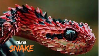 quotCoral Snake vs Other Snakes The Ultimate Colorful Comparisonquot WILD ANIMALS  WILD DOCUMENTARY [upl. by Yung723]