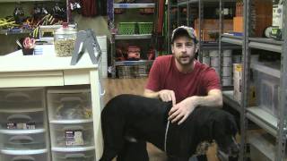 How To Size Your Dog For A Dog Harness Coat Vest Packs Apparel [upl. by Golightly]