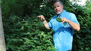 Dwarf fothergilla Fothergilla gardenii  Plant Identification [upl. by Anny]