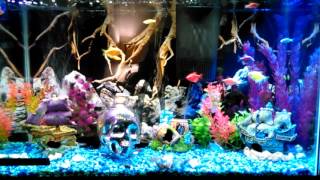 29 gallon glofish tank [upl. by Alyse29]