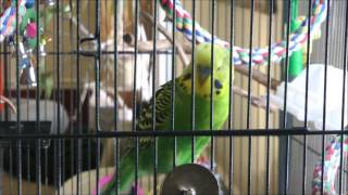 Parakeet Talks Faster Than I Can Type [upl. by Netsrek]