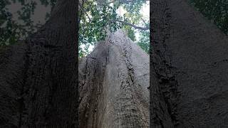 Giant Tree thailand krabi travel tree jungle thai adventure nature [upl. by Jasik]