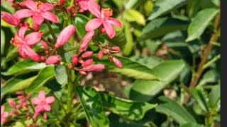 Jatropha integerrima Flowering Shrub Varieties Series [upl. by Marsden917]