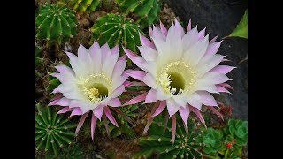 echinopsis oxygona un excelente cactus para iniciar tu coleccion [upl. by Seena489]