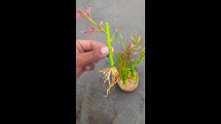 Grow Roses From Stem Cuttingreels Gardening gardeningtips graftingtree fruittree GardenDesign [upl. by Haberman740]