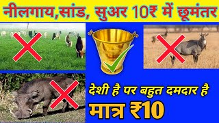 नीलगाय भगाये मात्र 10₹ में  Nilgai bhagane ka desi jugad  नीलगाय  Nilgai bhagane Ka tarika [upl. by Launcelot]