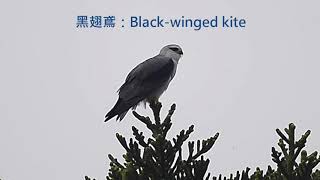 黑翅鳶Blackwinged kiteElanus caeruleussinging [upl. by Hallam]