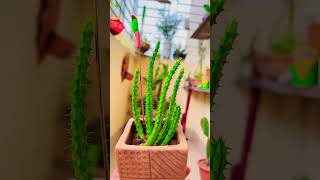 stapelia cactussucculents plants [upl. by Lossa]