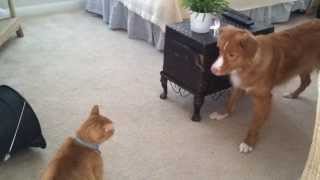 Toller playing with Cat [upl. by Siskind384]