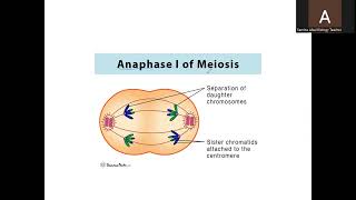 A Level Biology 9700 Topic Meiosis [upl. by Miah]