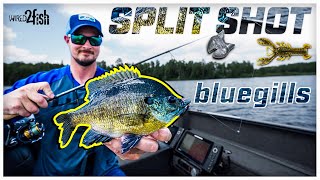 How to Catch Bluegills with the Split Shot Rig [upl. by Assen]