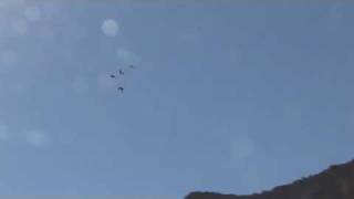 6 Macaws flying at Porcupine Ranch [upl. by Llerraf]