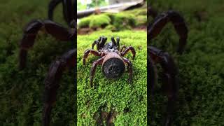 Cyclocosmia Ricketti spider in the wild 6 cyclocosmiaricketti spider tarantula [upl. by Ennovyahs]