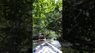 Kayak tour through Mangrove tunnels at Islamorada Florida 🚣🏽 [upl. by Selena]