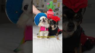 We are cha cha cha chihuahuas dogshorts chihuahua pets funnydog [upl. by Shabbir]